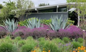 Drought-resistant landscaping After